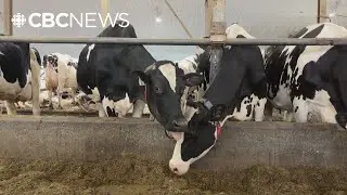 A hay shortage in parts of Newfoundland has some farmers worried about feeding their animals