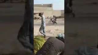 rice crop in sindh