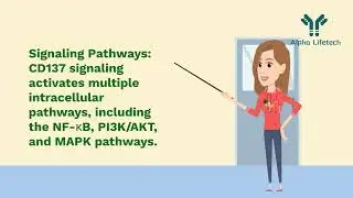 CD137-TNFRSF9-41BB-Target-Alpha Lifetech