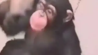 Monke in bathroom