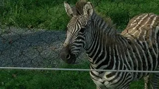 A tour of the Seneca Park Zoo's new Savanna Exhibit