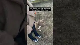 How To Stop Dog Reactivity