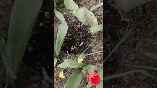 буду их навещать и снимать на видео 🔥🔥