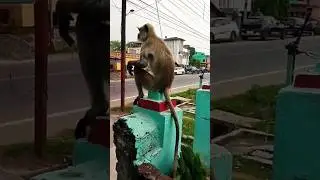 Monkey on the wall of the house 😳😳 #shorts #short #youtubeshorts #monkey
