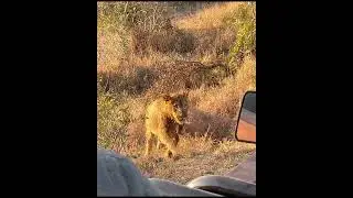 Our jeep is getting a surprise visit from a sneaky lion 😱 #lion #safari #africansafari