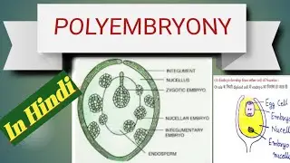Polyembryony (Hindi), बहुभ्रूणता