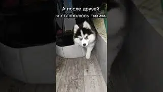 #pomskies #pomski #alex #dog #animals #minihasky #mini #hasky #помски #Алекс #собака #животные #топ