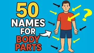 50 Words: Human Body Parts in English 🧠👀🖐️ Vocabulary with Pictures, Transcription & Pronunciation 🔊