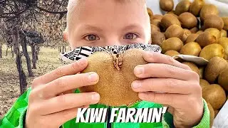 Kiwi Fruit Harvest, Packing, And Storage: What A Weird but Awesome Fruit!