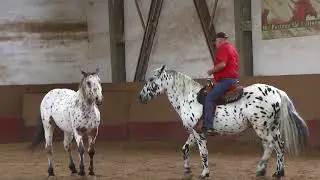 Freiheitsdressur mit Wolfgang Hellmayr