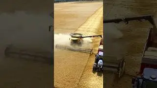 New Holland CR 10.90 / 12,5 M de coupe     #harvest #harvest2023 #moisson #newholland