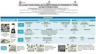 COLLAGEN FROM HAEMULON PLUMIERII RESIDUES OBTAINED BY THREE EXTRACTION METHODS
