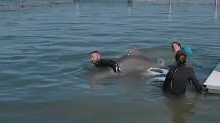 Rehabbed Dolphin Moved to Forever Home in Florida Keys