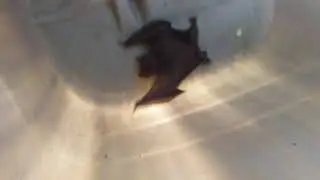 Porbre Murcielago se callo de una mata