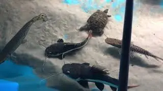 Predator Fish Feeding ( 300 Gallon Pond )  ** MUST SEE **