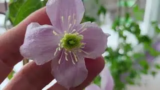 Клематис Монтана, сорт Рубенс. Саженцы клематисов. Вацап 89128056383