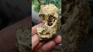 flint fossil of bone - portable rock art or ape skull???