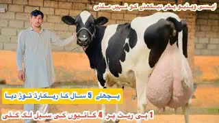 Top Class Hf Australian Fresian Cows | Daniyal Dairy Farm | Jersey Fresian Cows |28 January 2026