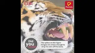 Interesting Fact About The Tiger | Science Be Crazy