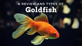 A Beautiful and Cheap Fish for Aquarium Hobbyist...