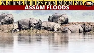 Assam Floods: 24 Animals Die in Kaziranga National Park
