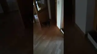 Lustige Hunde T&uuml;r zu