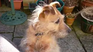Pickle the Jack Russell/Border Terrier cross