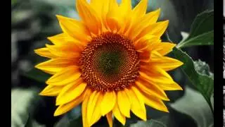 Sunflower Pictures
