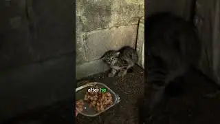 From Fear to Friendship: Unbelievable Transformation of a Feral Cat
