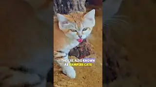 The Only Feline that Lives in the Desert! | The Sand Cat🐱