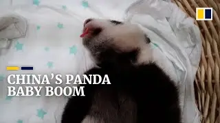 Giant panda numbers surge in China, but &lsquo;less adorable&rsquo; animals still need conservation help
