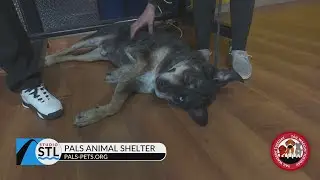 It&rsquo;s Tail Waggin&rsquo; Tuesday with PALS Animal Shelter!