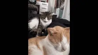 jealous cat sneak attack!