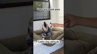 Attitude #cattledog #dogobedience #dogtraining #podcast #dog #heels #attitude #obediencetraining