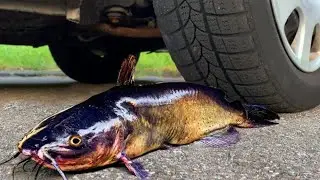 Cursing Catfish & Soft Things Car | Experiment - Car Vs Catfish