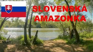 Vlievanie rieky Kysuca do Váhu