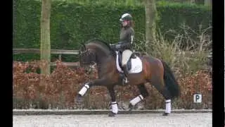 Andalusian  PRE Sport Dressage Stallion, Andalusier