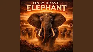 Only brave Elephant