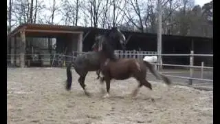 Hof Waldblick: Pferde spielen - Folge 2: Wallache beim Steigen - Horses are playing