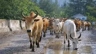 Herding Thousands of Cute, Tame Cows Roaming the Road - Cute Cows. Cow Sounds. Cows Dancing.3