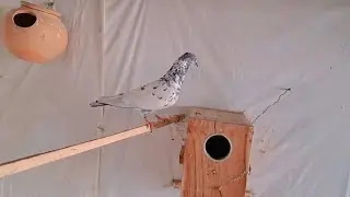 New phatta asa phatta kabbie nahe dekha hoga kabotar vlog 