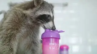 Реклама NL Energy Diet Smart с Енотом -1