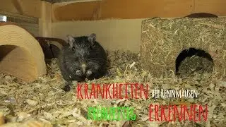 Krankheiten bei Rennmäusen erkennen 🐭❤ MyGerbilsWorld