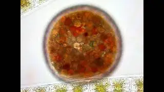 Unknown protist