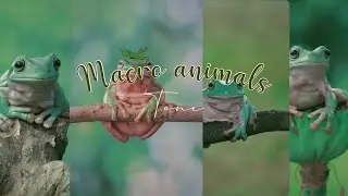 Macro Animals tone prt1 | Vsco Animals | Macro Tutorial | Macro tone