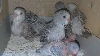Texas Muhabbet Kuşu ve Gri Muhabbet Kuşlarını Karıştırmayın.