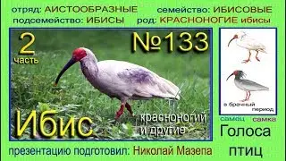Ибис. Красноногий и др. Голоса птиц