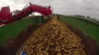 Your Harvester and Potato Damage - Harvesting & Bruising Chapter 2