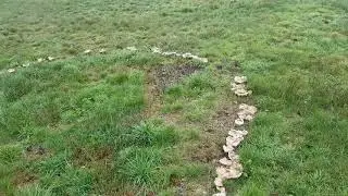 Hexenring Pilzring in Menzingen
