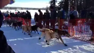 Iditarod Official Restart from Willow, 2016: Defending Champ